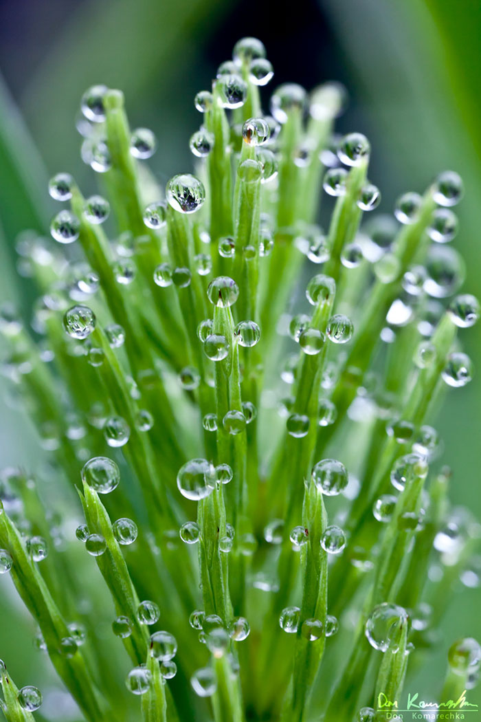 Reaching For The Dew