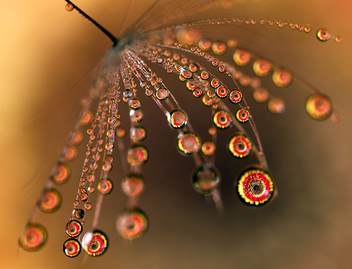 Water Droplets