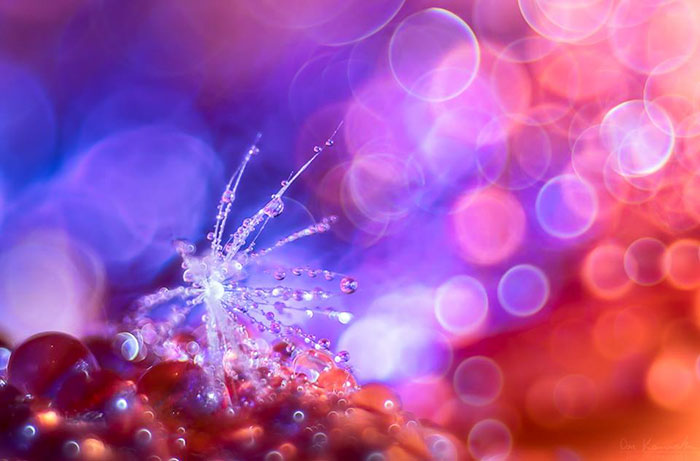 Dandelion’s Paradise