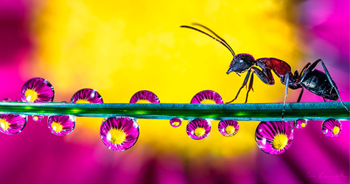 30 Mesmerizing Water Droplet Photos By A Macro Photographer