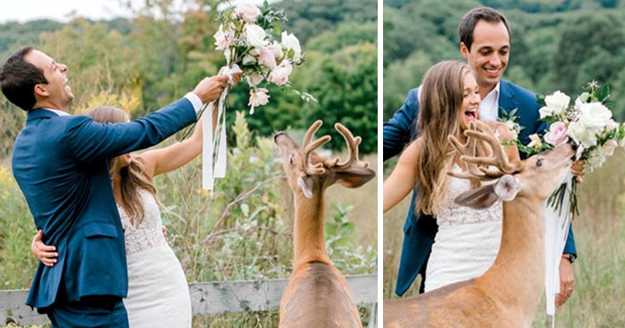 Wedding Photo Shoot Gets Interrupted By A Deer, Results In 15 Funny And Adorable Pictures