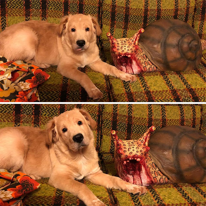 Bought This Giant Zombie Snail Haunted House Prop Exactly One Year Ago Today At A Swap Meet. My Boy Buster Loves Him