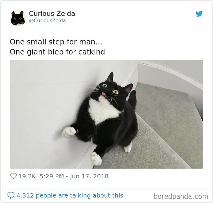 Funny-Cat-Tweets-Curious-Zelda