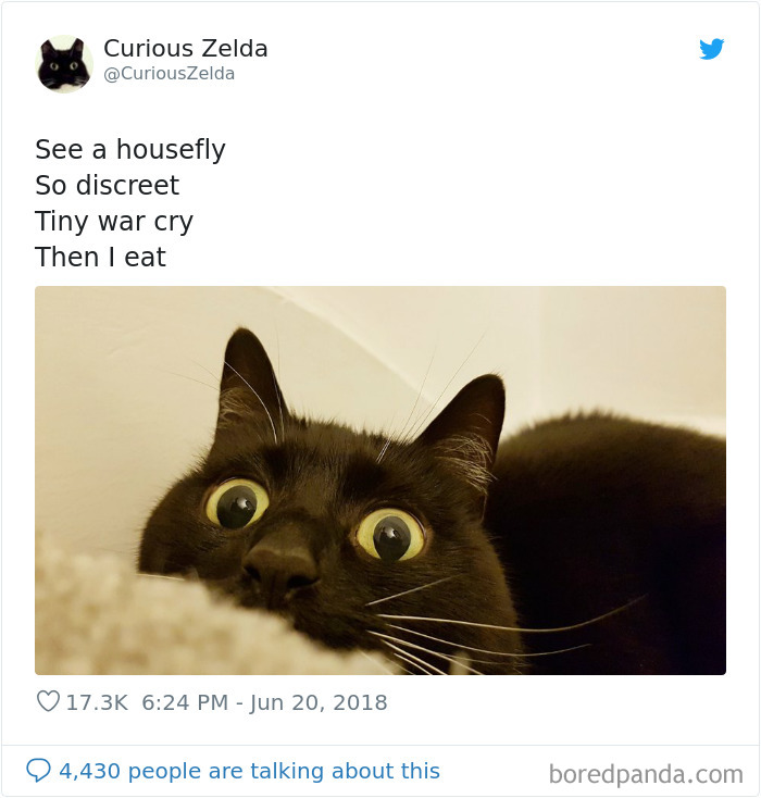 Funny-Cat-Tweets-Curious-Zelda
