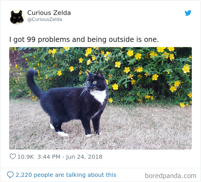 Funny-Cat-Tweets-Curious-Zelda