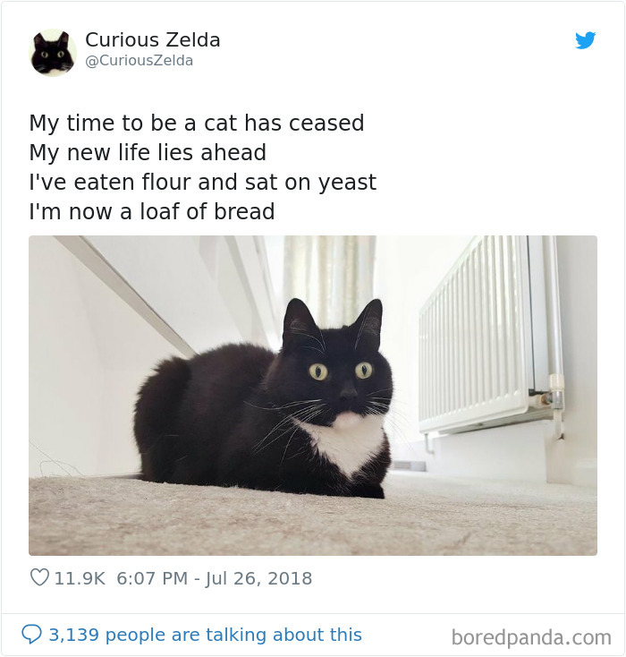 Funny-Cat-Tweets-Curious-Zelda