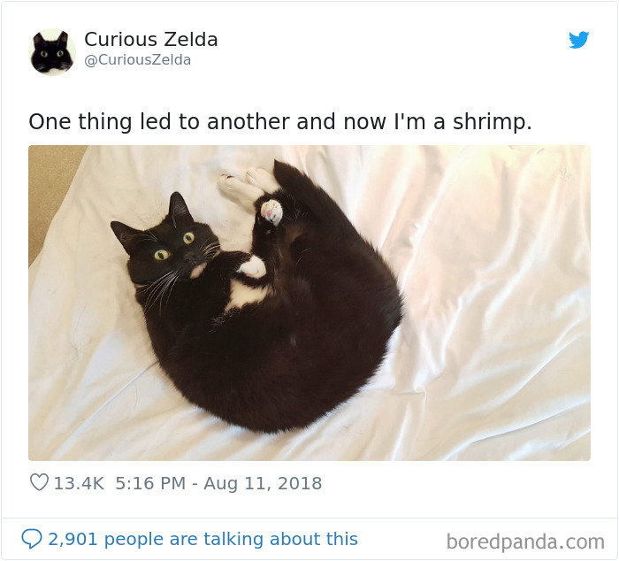 Funny-Cat-Tweets-Curious-Zelda