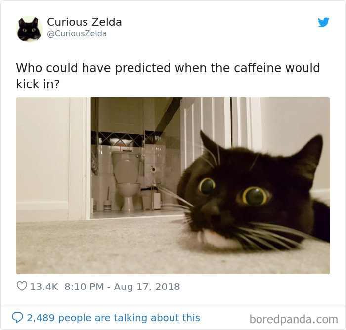 Funny-Cat-Tweets-Curious-Zelda