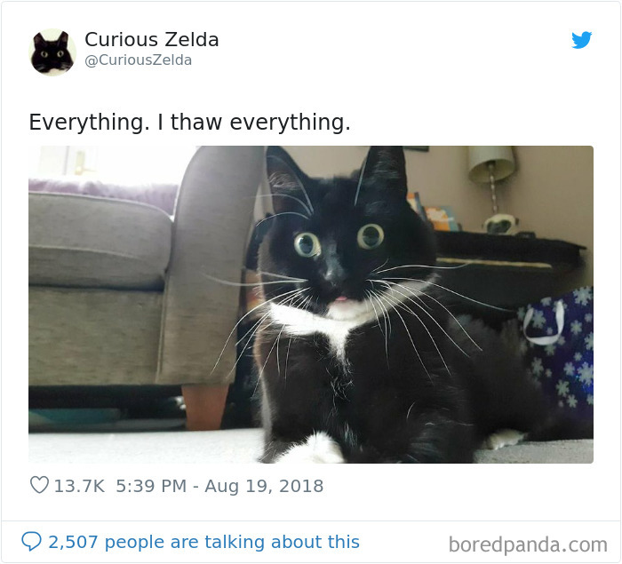 Funny-Cat-Tweets-Curious-Zelda