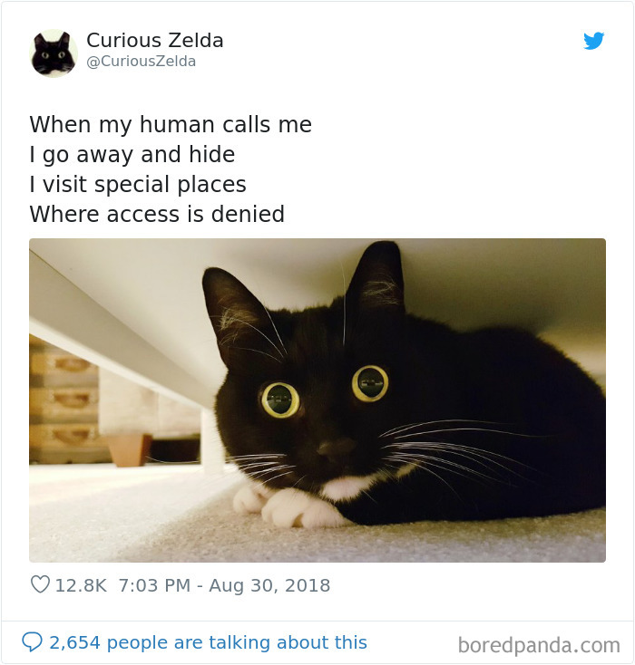 Funny-Cat-Tweets-Curious-Zelda