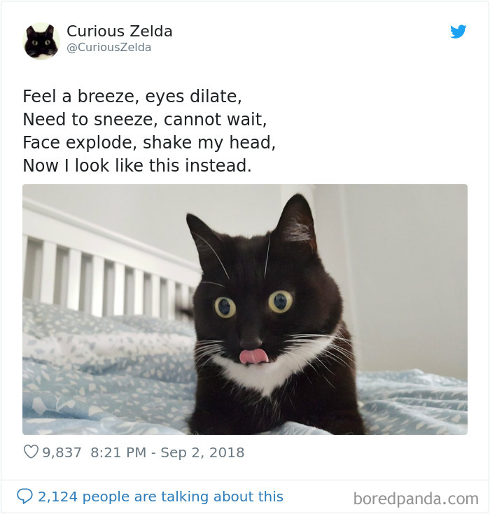 Funny-Cat-Tweets-Curious-Zelda
