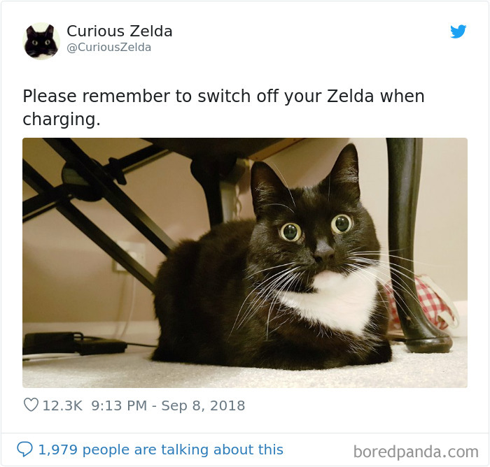 Funny-Cat-Tweets-Curious-Zelda