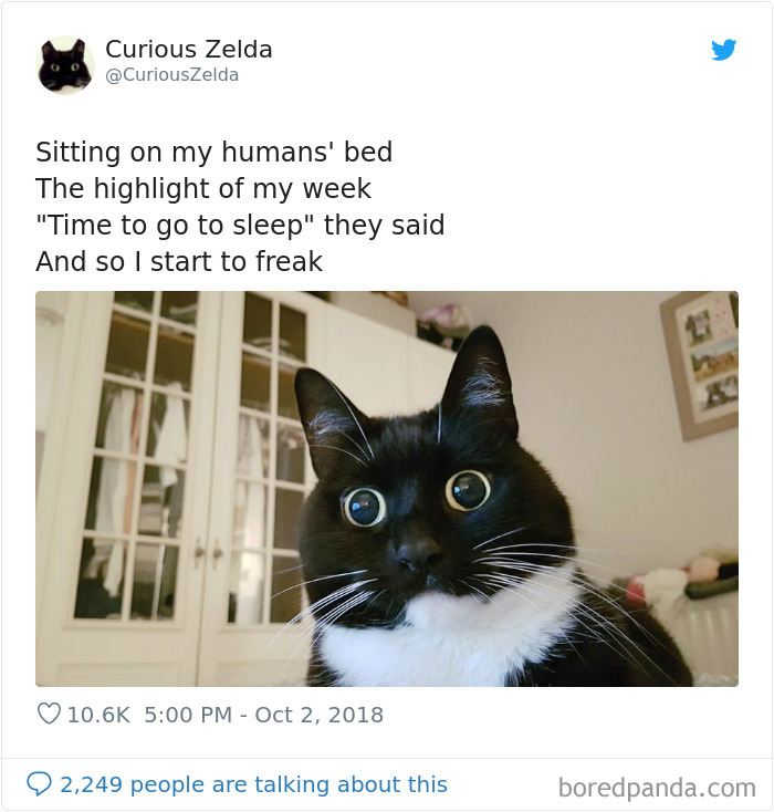 Funny-Cat-Tweets-Curious-Zelda