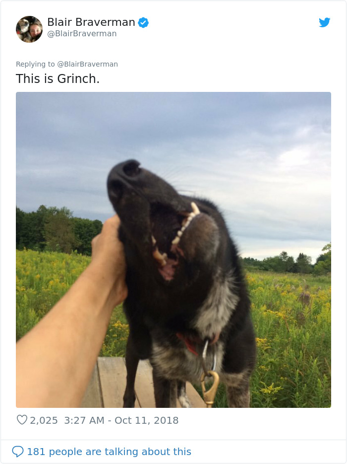 Woman Documents How Her Lovely But 'Dumb As A Box Of Rocks' Sled Dog Took Her Home And It's Hilarious Woman Documents How Her Lovely But 'Dumb As A Box Of Rocks' Sled Dog Took Her Home And It's Hilarious
