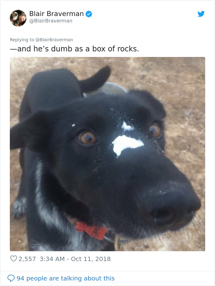 Woman Documents How Her Lovely But 'Dumb As A Box Of Rocks' Sled Dog Took Her Home And It's Hilarious Woman Documents How Her Lovely But 'Dumb As A Box Of Rocks' Sled Dog Took Her Home And It's Hilarious