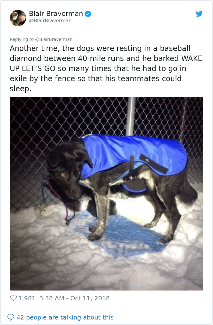 Woman Documents How Her Lovely But 'Dumb As A Box Of Rocks' Sled Dog Took Her Home And It's Hilarious Woman Documents How Her Lovely But 'Dumb As A Box Of Rocks' Sled Dog Took Her Home And It's Hilarious