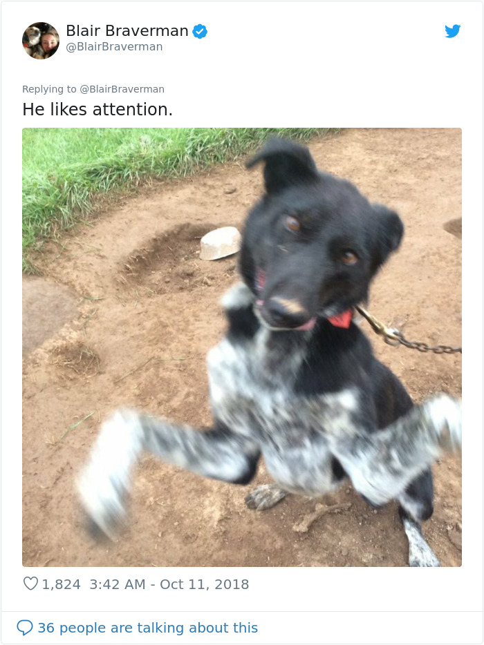 Woman Documents How Her Lovely But 'Dumb As A Box Of Rocks' Sled Dog Took Her Home And It's Hilarious Woman Documents How Her Lovely But 'Dumb As A Box Of Rocks' Sled Dog Took Her Home And It's Hilarious