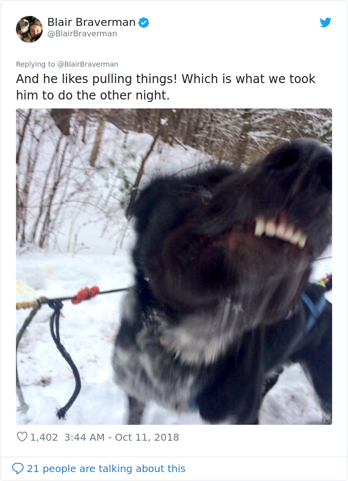 Woman Documents How Her Lovely But 'Dumb As A Box Of Rocks' Sled Dog Took Her Home And It's Hilarious Woman Documents How Her Lovely But 'Dumb As A Box Of Rocks' Sled Dog Took Her Home And It's Hilarious