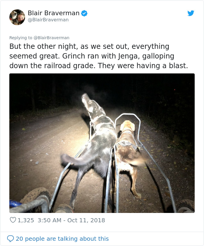 Woman Documents How Her Lovely But 'Dumb As A Box Of Rocks' Sled Dog Took Her Home And It's Hilarious Woman Documents How Her Lovely But 'Dumb As A Box Of Rocks' Sled Dog Took Her Home And It's Hilarious