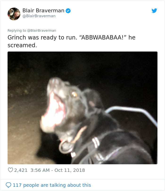 Woman Documents How Her Lovely But 'Dumb As A Box Of Rocks' Sled Dog Took Her Home And It's Hilarious Woman Documents How Her Lovely But 'Dumb As A Box Of Rocks' Sled Dog Took Her Home And It's Hilarious