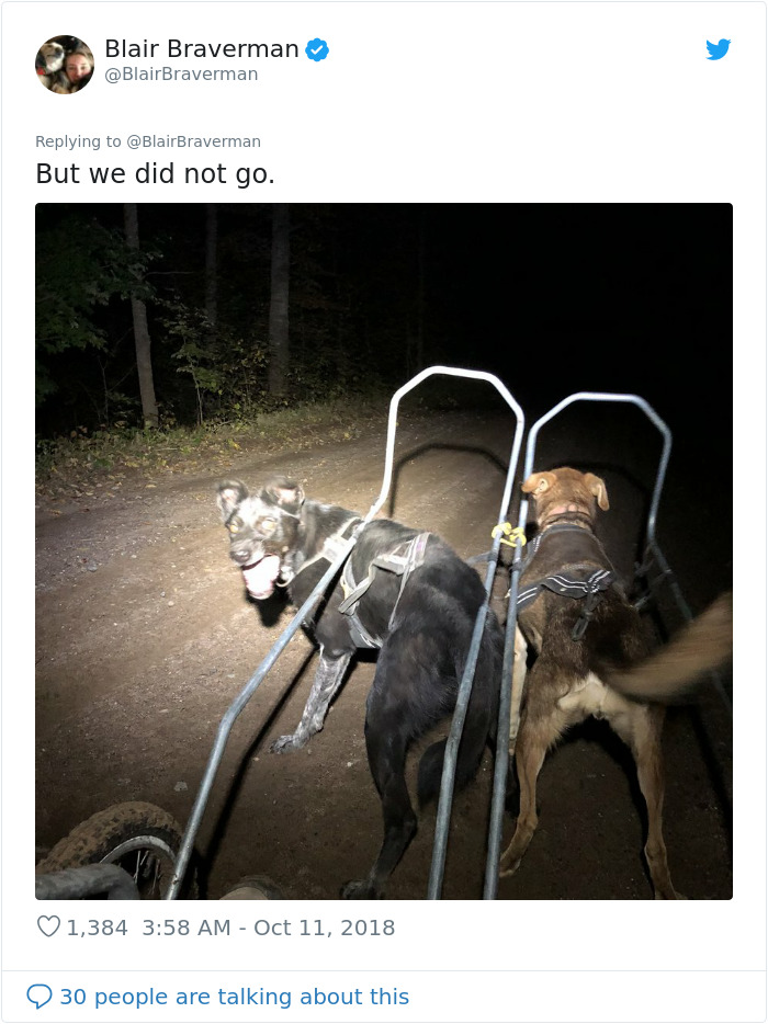 Woman Documents How Her Lovely But 'Dumb As A Box Of Rocks' Sled Dog Took Her Home And It's Hilarious Woman Documents How Her Lovely But 'Dumb As A Box Of Rocks' Sled Dog Took Her Home And It's Hilarious