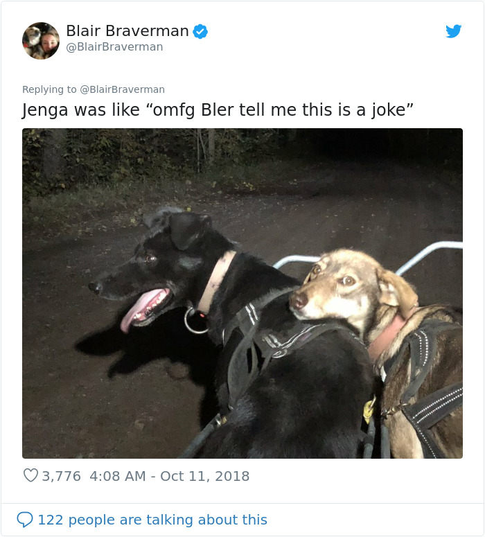 Woman Documents How Her Lovely But 'Dumb As A Box Of Rocks' Sled Dog Took Her Home And It's Hilarious Woman Documents How Her Lovely But 'Dumb As A Box Of Rocks' Sled Dog Took Her Home And It's Hilarious