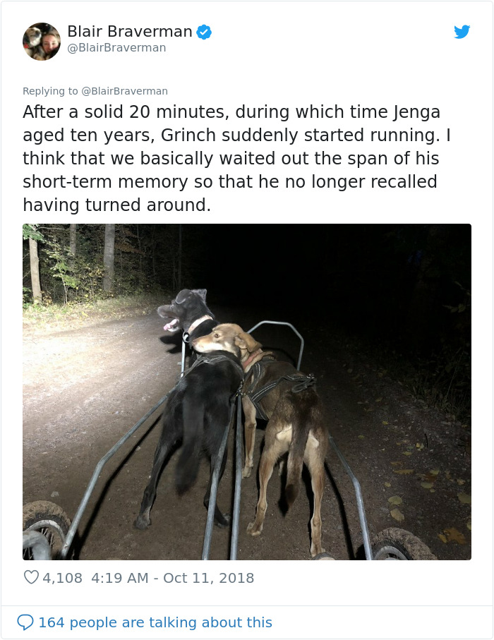 Woman Documents How Her Lovely But 'Dumb As A Box Of Rocks' Sled Dog Took Her Home And It's Hilarious Woman Documents How Her Lovely But 'Dumb As A Box Of Rocks' Sled Dog Took Her Home And It's Hilarious