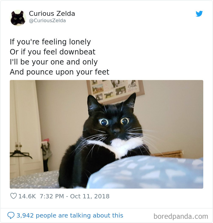 Funny-Cat-Tweets-Curious-Zelda