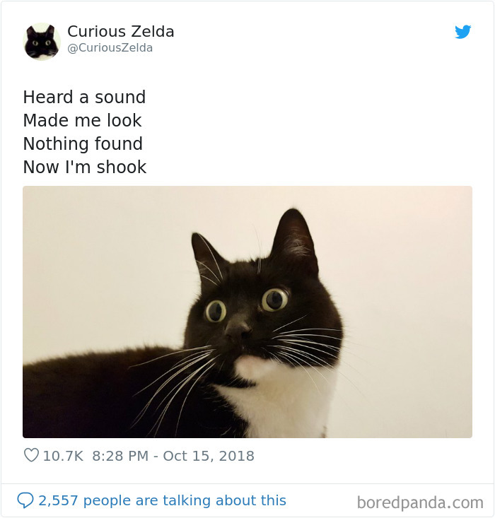 Funny-Cat-Tweets-Curious-Zelda