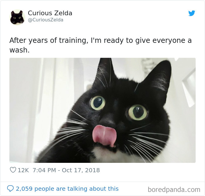 Funny-Cat-Tweets-Curious-Zelda