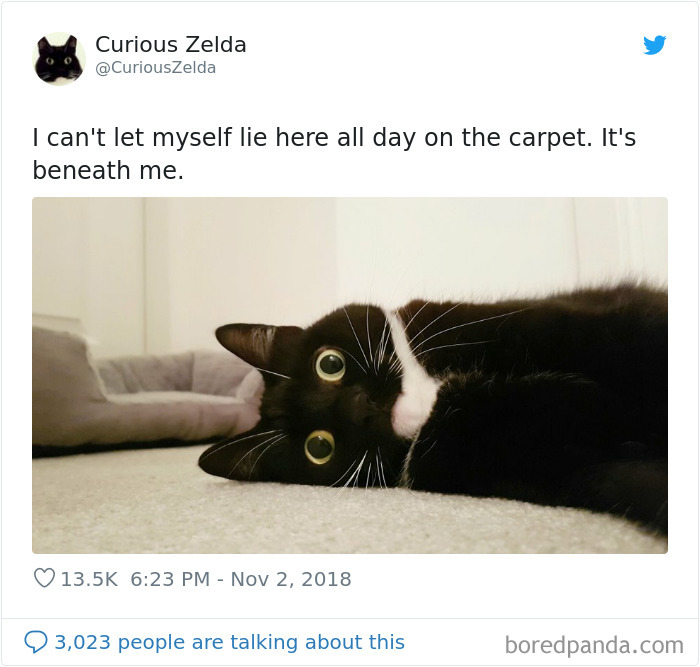 Funny-Cat-Tweets-Curious-Zelda