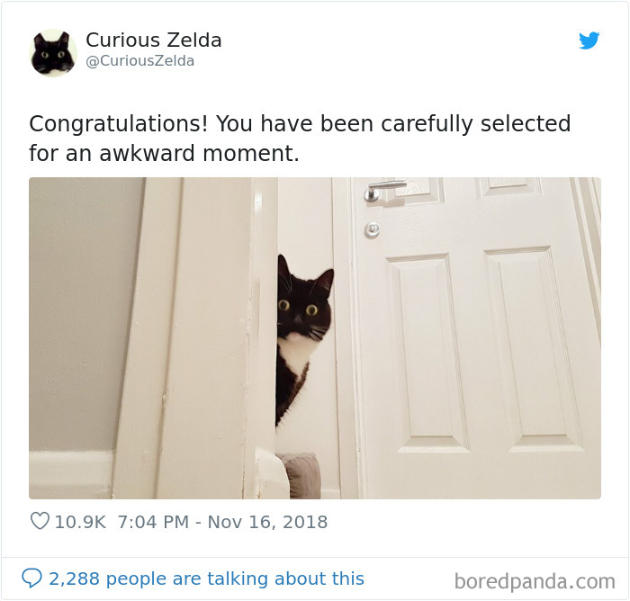 Funny-Cat-Tweets-Curious-Zelda