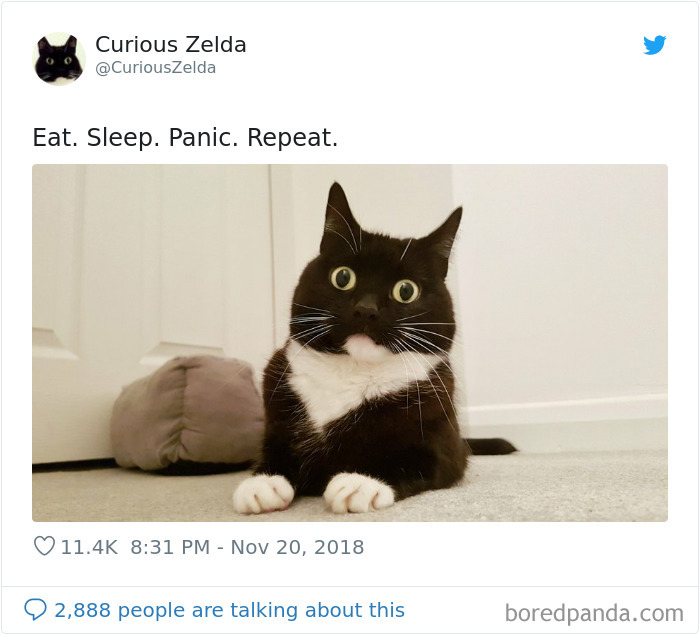 Funny-Cat-Tweets-Curious-Zelda