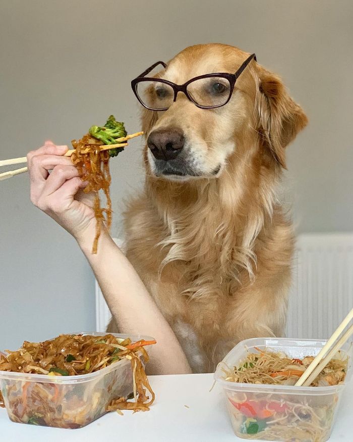 Pet-Dog-Funny-Photography-Soulmates-Hugo-Huxley-Ursula-Aitchinson