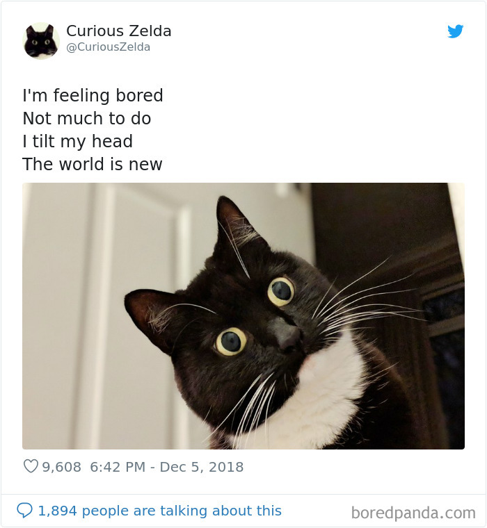 Funny-Cat-Tweets-Curious-Zelda