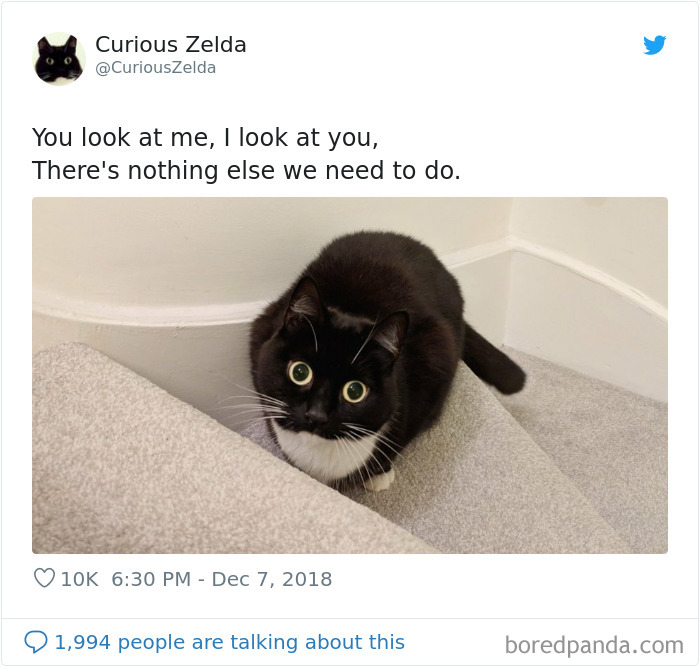 Funny-Cat-Tweets-Curious-Zelda