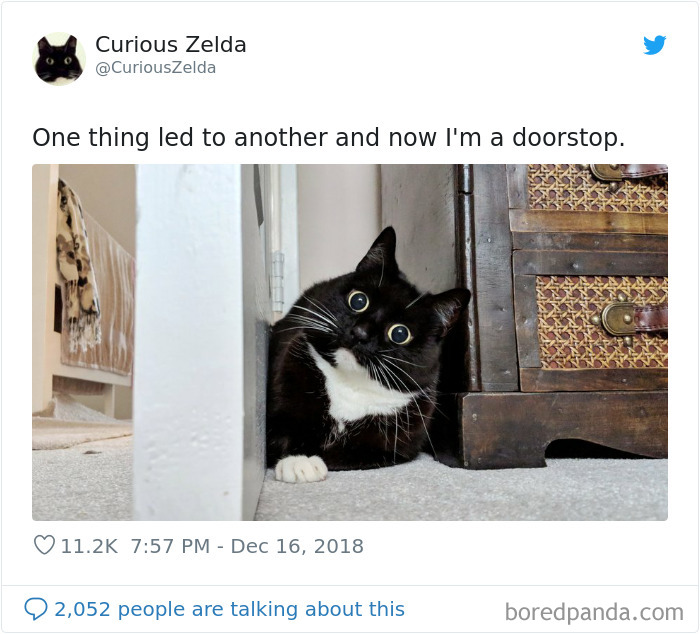 Funny-Cat-Tweets-Curious-Zelda