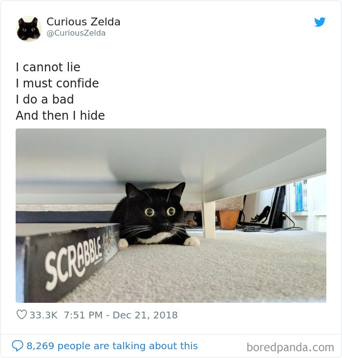 Funny-Cat-Tweets-Curious-Zelda