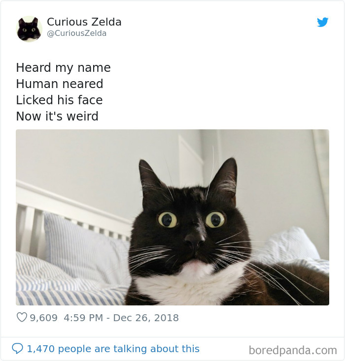 Funny-Cat-Tweets-Curious-Zelda