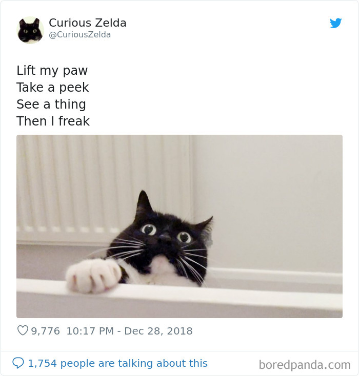 Funny-Cat-Tweets-Curious-Zelda