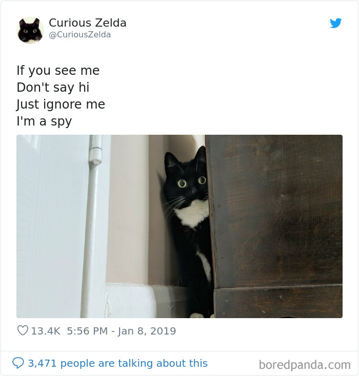 Funny-Cat-Tweets-Curious-Zelda