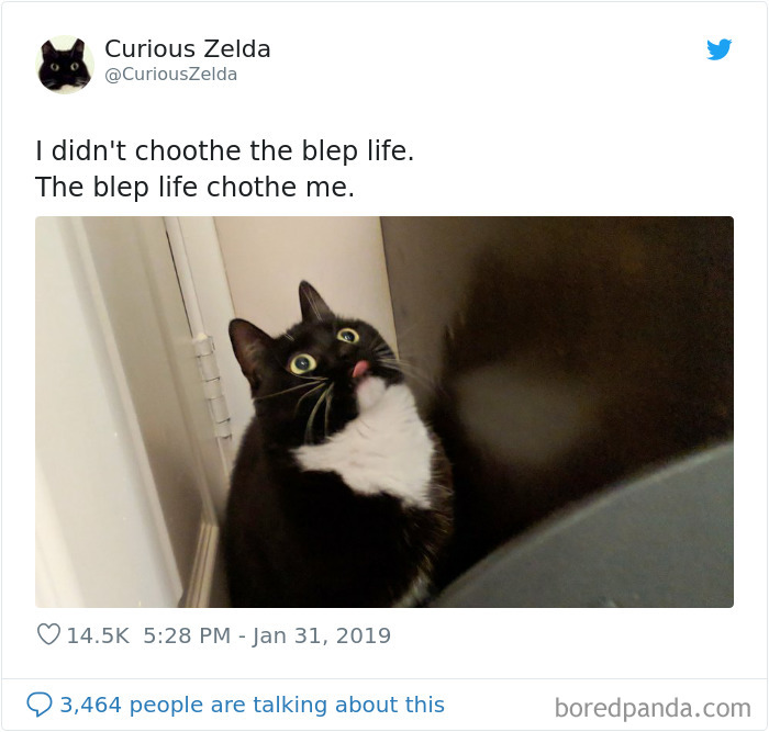 Funny-Cat-Tweets-Curious-Zelda