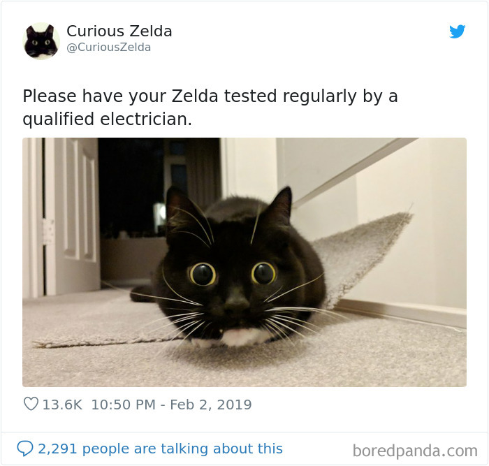 Funny-Cat-Tweets-Curious-Zelda