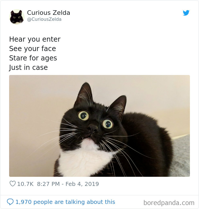 Funny-Cat-Tweets-Curious-Zelda