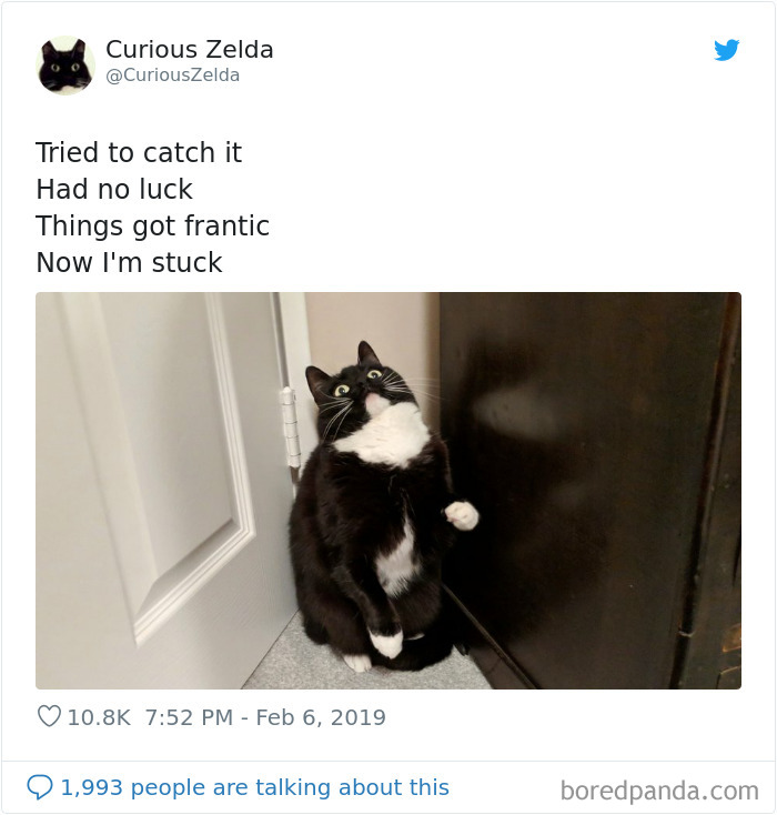 Funny-Cat-Tweets-Curious-Zelda