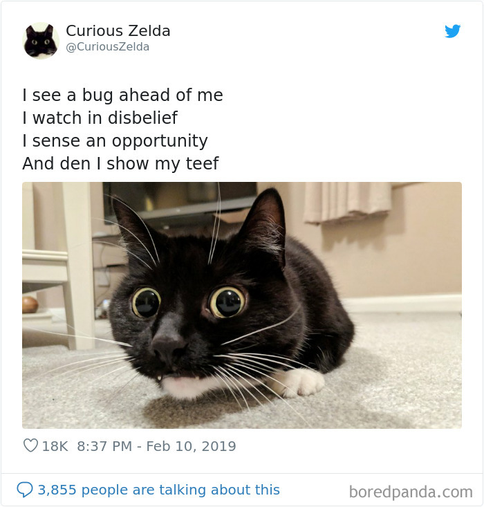 Funny-Cat-Tweets-Curious-Zelda