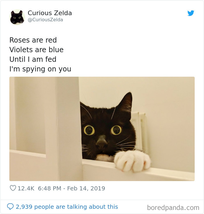 Funny-Cat-Tweets-Curious-Zelda