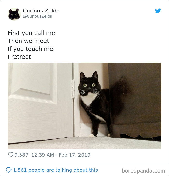 Funny-Cat-Tweets-Curious-Zelda