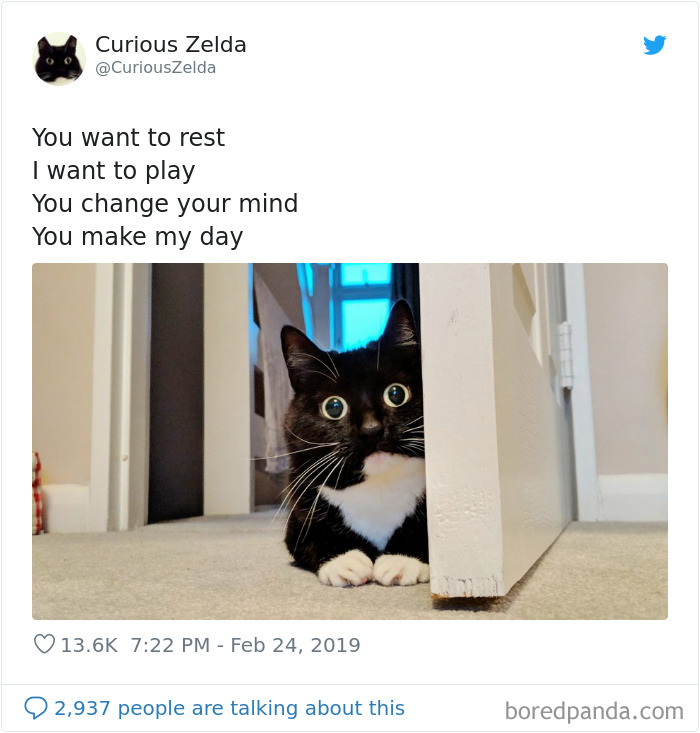 Funny-Cat-Tweets-Curious-Zelda