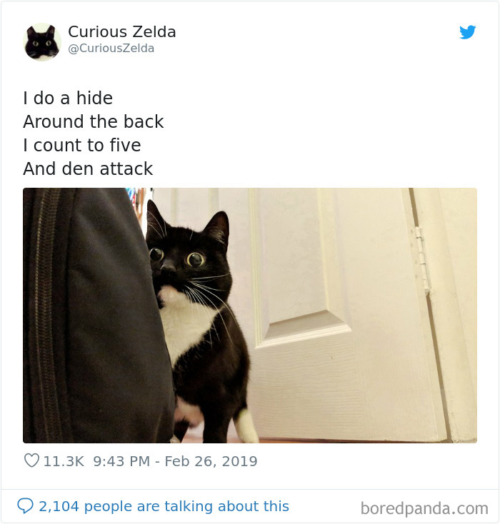 Funny-Cat-Tweets-Curious-Zelda